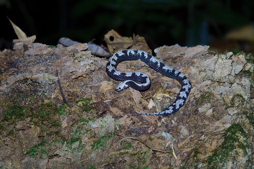 Malayan slug snake