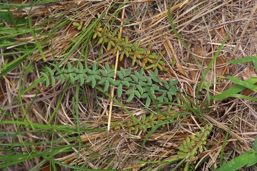 Wright's cliffbrake (Pellaea wrightiana)