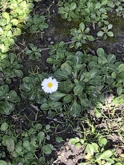 Bellis perennis