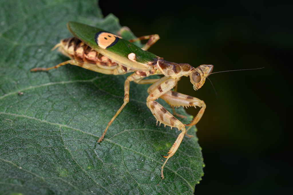 Creobroter jiangxiensis