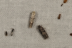 Oecophorinae