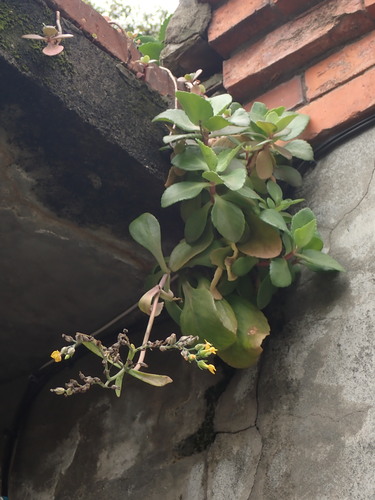 Kalanchoe integra, photograph 5