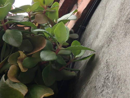 Kalanchoe integra, photograph 6