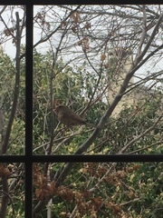 Cardinalis cardinalis