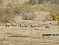 Pterocles coronatus