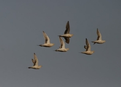 Pterocles senegallus