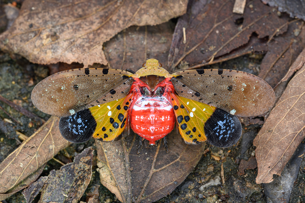 Penthicodes atomaria