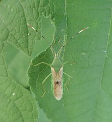 Coreinae