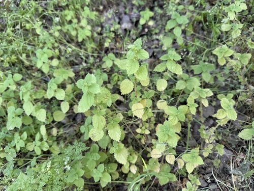 Western nettle (Hesperocnide tenella)