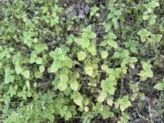 Hesperocnide tenella