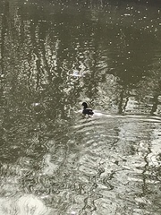 Fulica atra