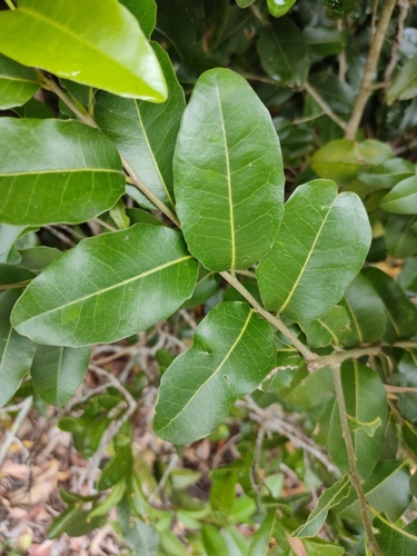 Yellow Tulipwood (Drypetes deplanchei)