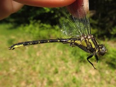 Phanogomphus borealis