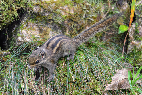 Maritime Striped Squirrel