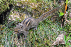 Maritime Striped Squirrel photo 1