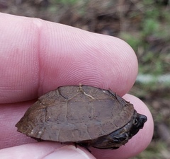 Sternotherus