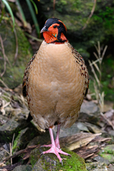 Cabot's Tragopan photo 2