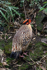 Cabot's Tragopan photo 3