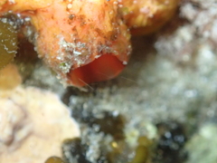 Cnemidocarpa bicornuta