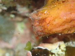 Cnemidocarpa bicornuta