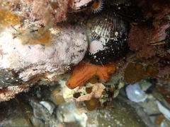 Cnemidocarpa bicornuta