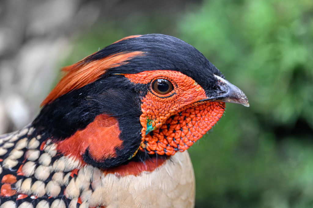 Cabot's Tragopan