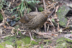 Cabot's Tragopan photo 5