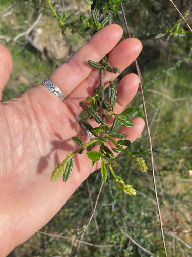 Parry ceanothus (Ceanothus parryi)
