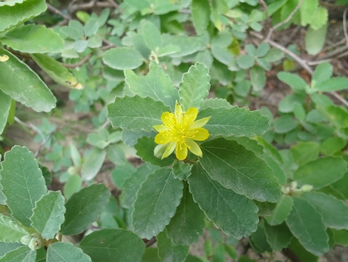 jackswitch (Corchorus hirsutus)