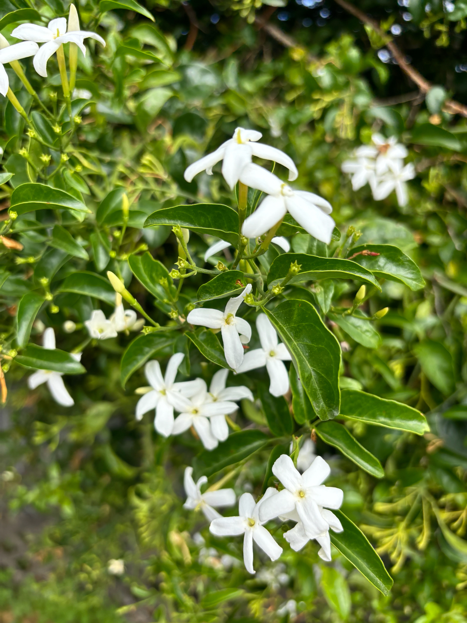Common jasmine