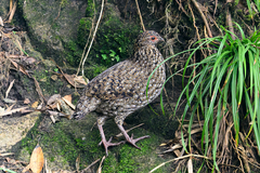 Cabot's Tragopan photo 4