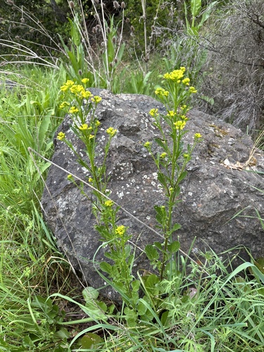 American Yellowrocket (Barbarea orthoceras)