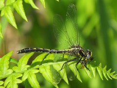Phanogomphus borealis