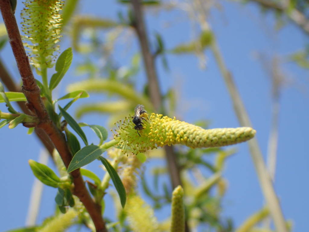 タチヤナギを訪花するヒメハナバチの仲間