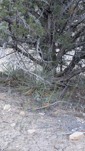 Narrowleaf Yucca (Yucca angustissima)