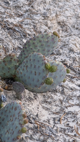 Golden Pricklypear (Opuntia aurea)