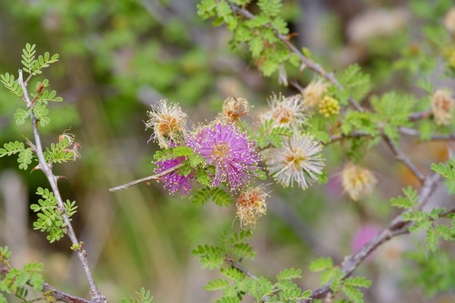 Texas Mimosa (Mimosa texana)