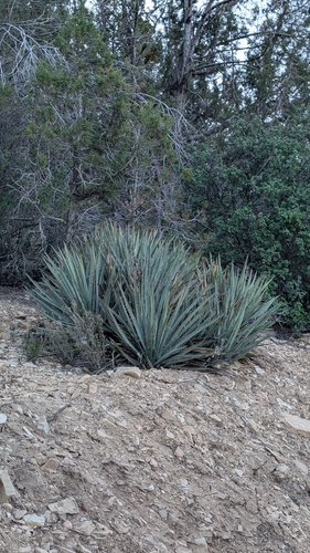 Yucca baccata