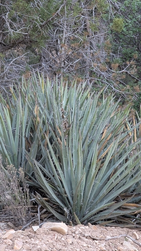 Yucca baccata