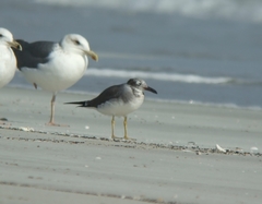 Ichthyaetus leucophthalmus