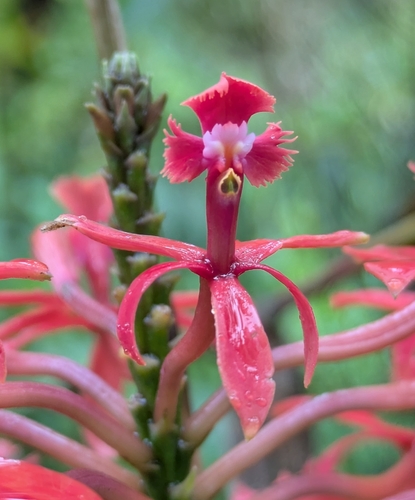 Epidendrum cochlidium Lindl. 2