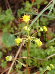 Sanicula tuberosa