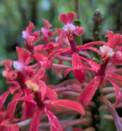 Epidendrum cochlidium Lindl. 3