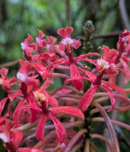 Epidendrum cochlidium Lindl. 4