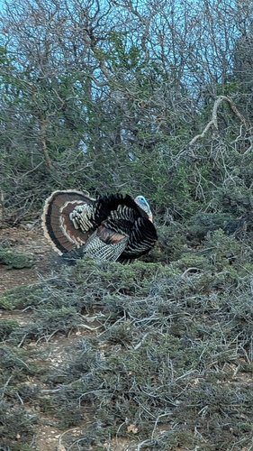 Wild Turkey photographed in Utah