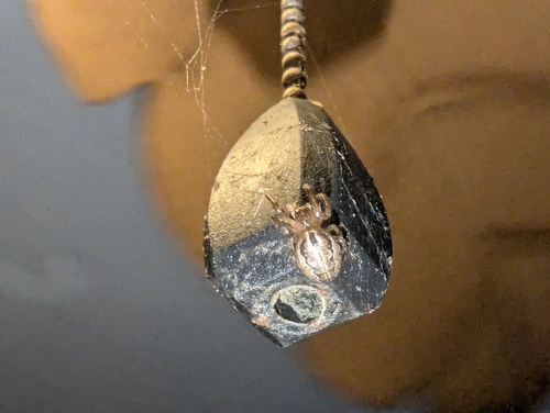 orb weavers