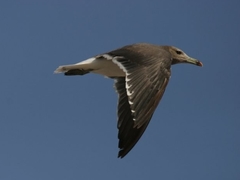 Ichthyaetus hemprichii