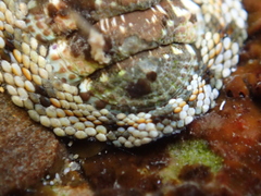 Sypharochiton sinclairi