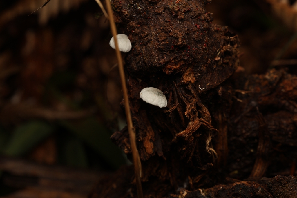 Campanella tristis · March 2026 · photo: © andrianl (iNaturalist, cc-by)