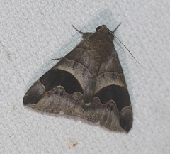 Bastilla solomonensis